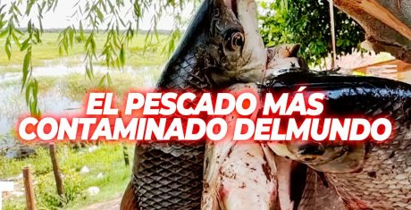 EL PESCADO MÁS CONTAMINADO DEL MUNDO